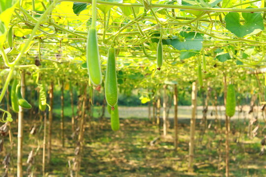 Fresh Bottle Gourd 1pc