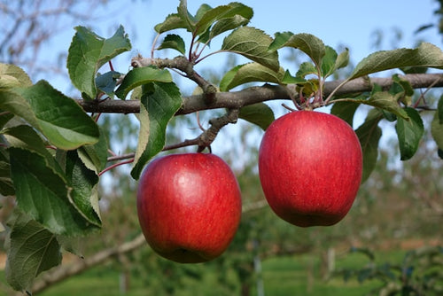Fresh Apples 1kg