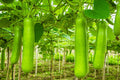 Fresh Bottle Gourd 1pc