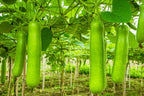 Fresh Bottle Gourd 1pc