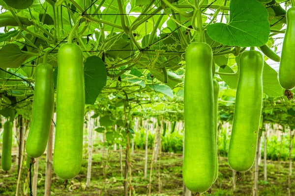 Fresh Bottle Gourd 1pc