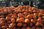 Fresh Pumpkin 1kg