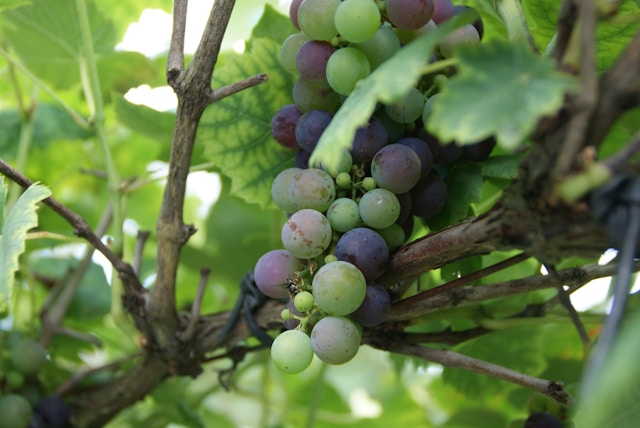 Fresh Grapes 500g