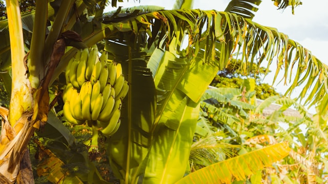 Fresh Bananas 1 Dozen