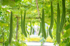Fresh Ridge Gourd 500g