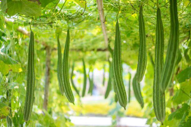 Fresh Ridge Gourd 500g