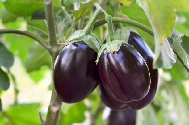Fresh Eggplant 500g