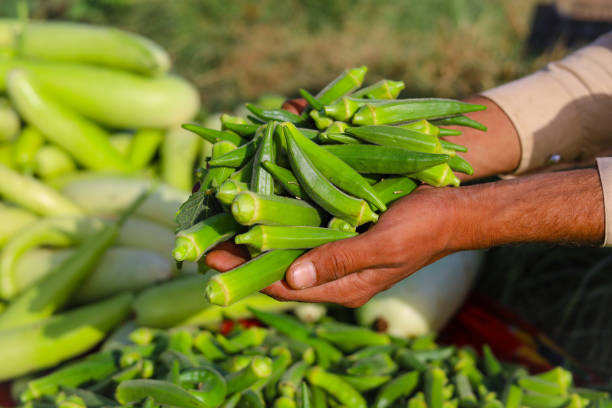Fresh Okra 500g
