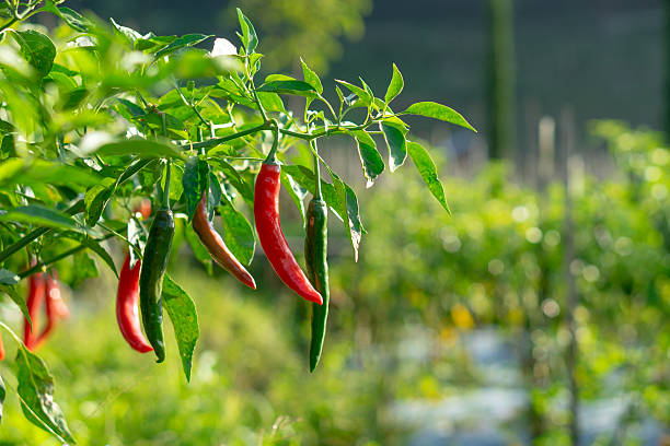 Fresh Green Chillies 100g