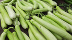 Fresh Bottle Gourd 1pc