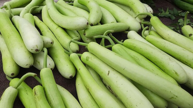 Fresh Bottle Gourd 1pc