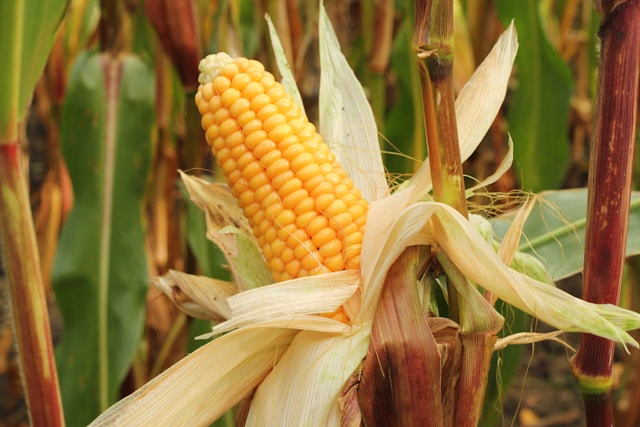 Fresh Sweet Corn 2pcs