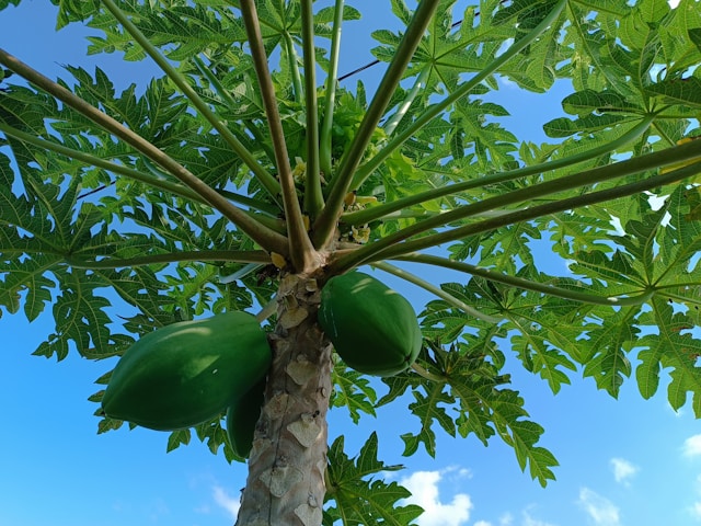 Fresh Papaya 1pc