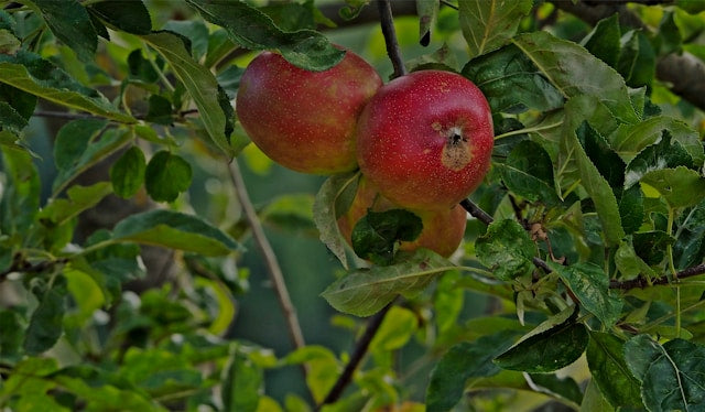 Fresh Apples 1kg