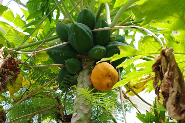 Fresh Papaya 1pc