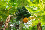 Fresh Papaya 1pc