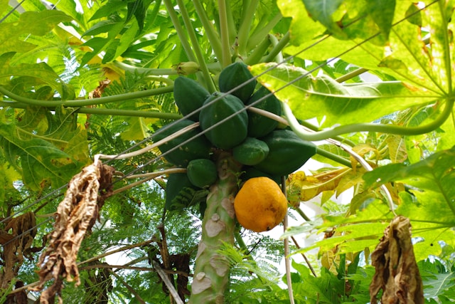 Fresh Papaya 1pc