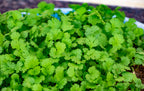 Fresh Coriander Leaves 100g