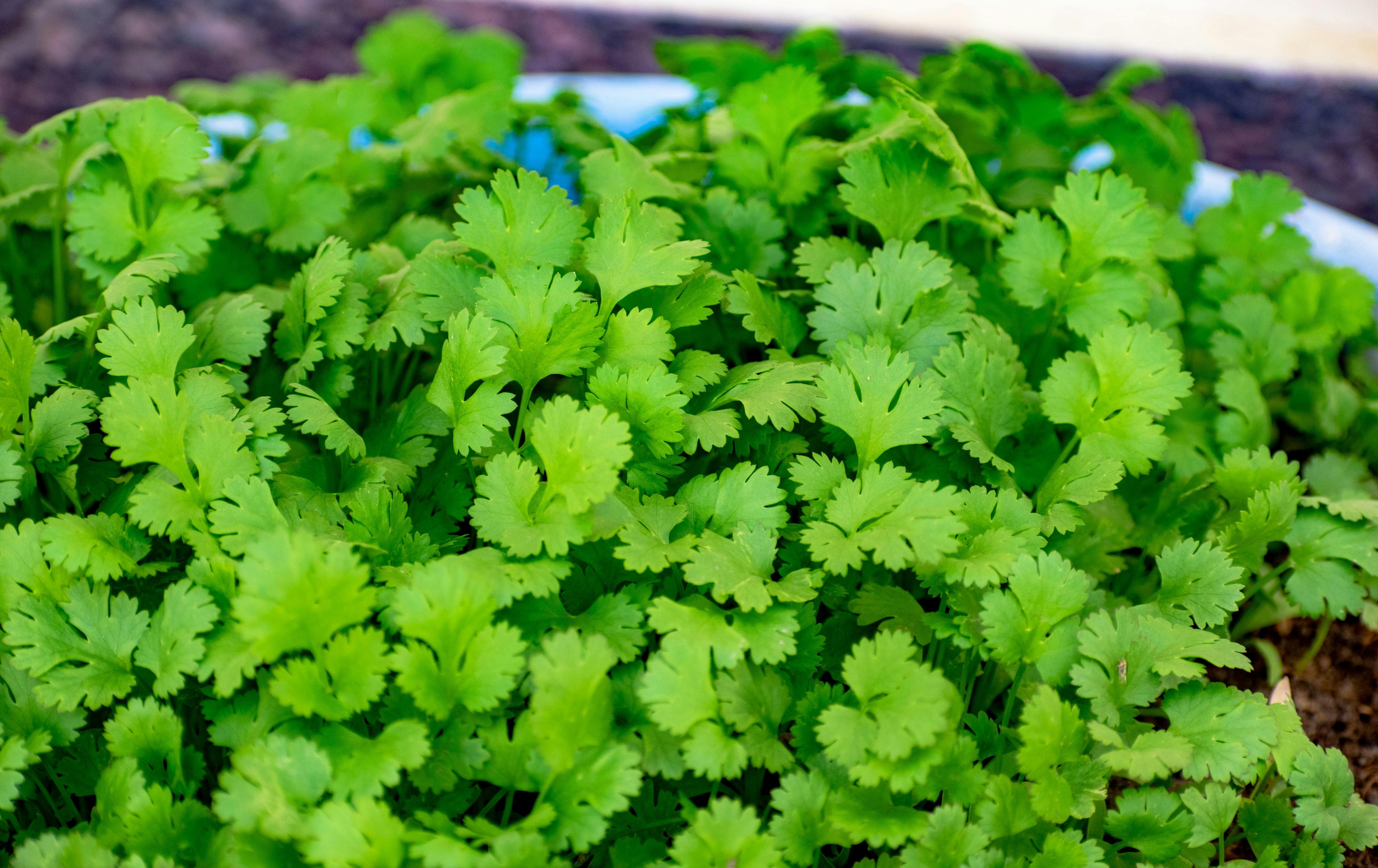 Fresh Coriander Leaves 100g