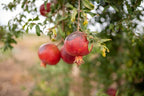 Fresh Pomegranate 500g