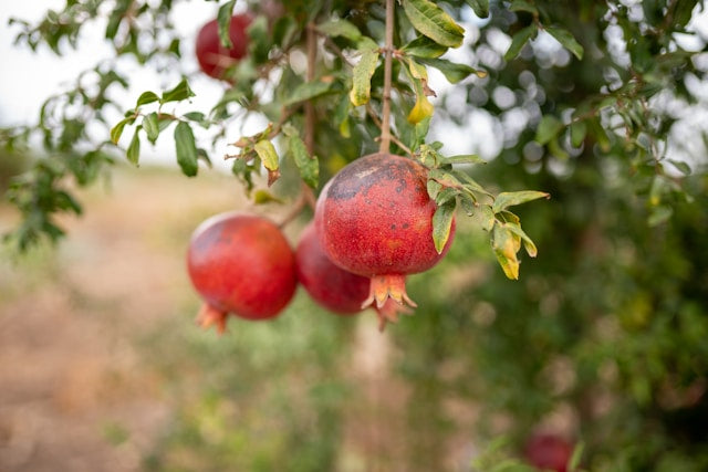 Fresh Pomegranate 500g
